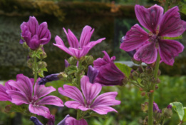 Malva sylvestris Groot kaasjeskruid ** bestellen